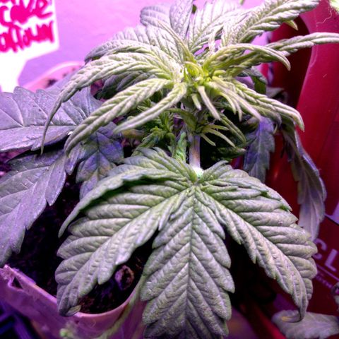 Cream cookies autoflower by fastbuds  growlog photo: Coming along quickly and the structure of this plants is beautiful it's doing well with low stress training 