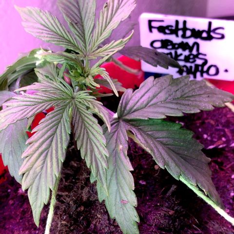 Cream cookies autoflower by fastbuds  growlog photo: Looking great