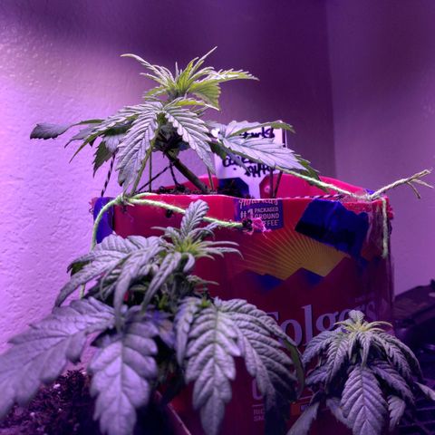 Cream cookies autoflower by fastbuds  growlog photo: Coming along quickly and the structure of this plants is beautiful it's doing well with low stress training 
