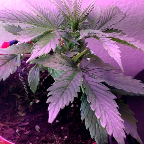 Cream cookies autoflower by fastbuds  growlog photo: Transplanted into larger pot today no root damage 