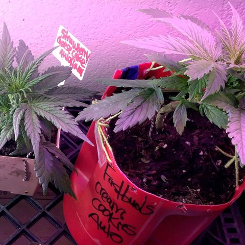 Cream cookies autoflower by fastbuds  growlog photo: Transplanted into larger pot today no root damage 