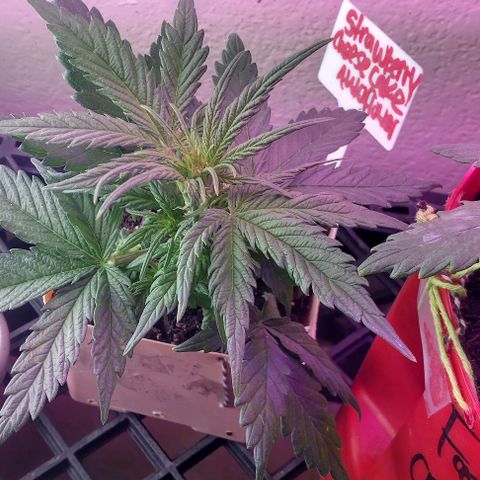 Cream cookies autoflower by fastbuds  growlog photo: Transplanted into larger pot today no root damage 