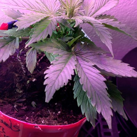 Cream cookies autoflower by fastbuds  growlog photo: Transplanted into larger pot today no root damage 