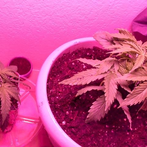 Cream cookies autoflower by fastbuds  growlog photo: Transplanted into larger pot today no root damage 