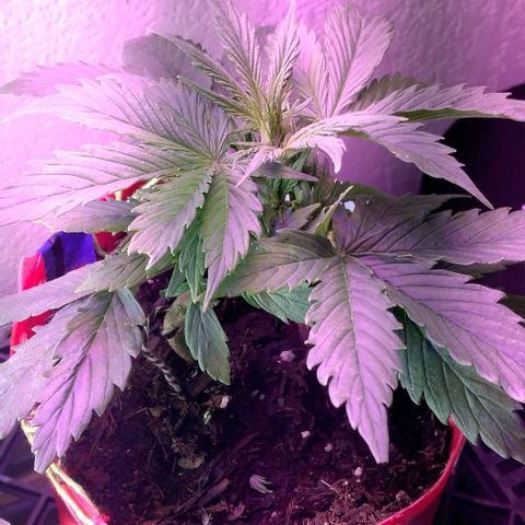 Cream cookies autoflower by fastbuds  growlog photo: Transplanted into larger pot today no root damage 