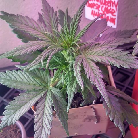 Cream cookies autoflower by fastbuds  growlog timeline photo