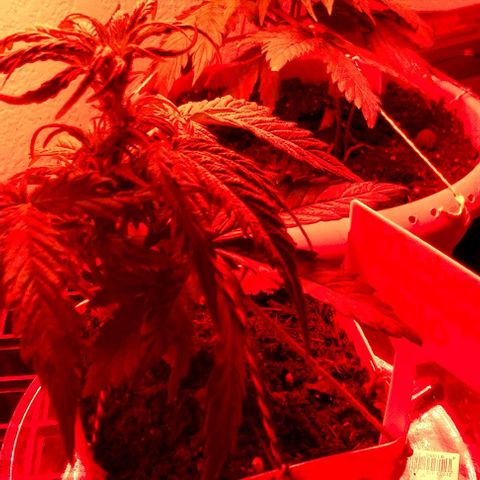 Cream cookies autoflower by fastbuds  growlog photo: Growing healthy 