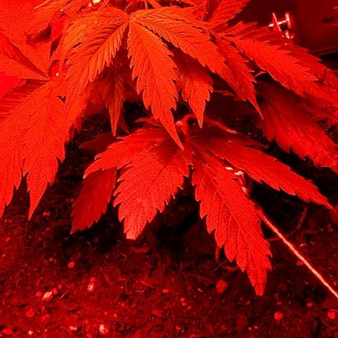 Cream cookies autoflower by fastbuds  growlog photo: Growing healthy 