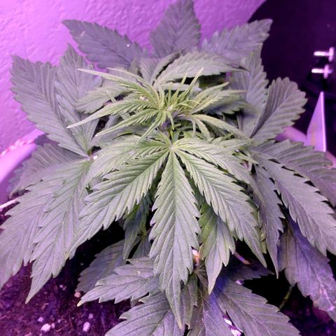 Cream cookies autoflower by fastbuds  growlog photo: Growing healthy 
