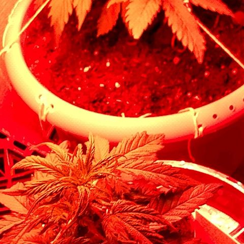 Cream cookies autoflower by fastbuds  growlog photo: Growing healthy 