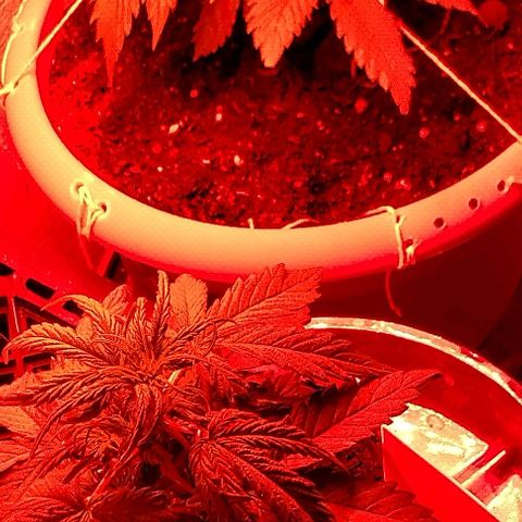 Cream cookies autoflower by fastbuds  growlog photo: Growing healthy 