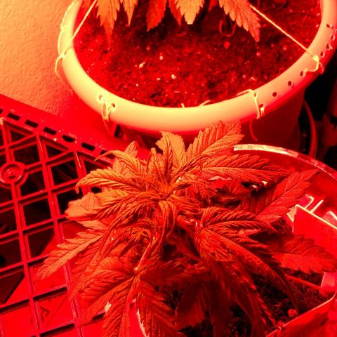 Cream cookies autoflower by fastbuds  growlog photo: Growing healthy 
