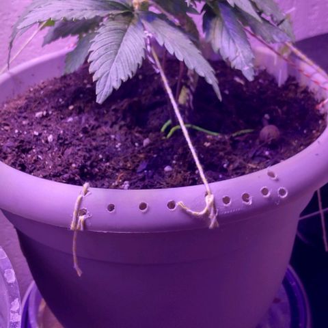 Cream cookies autoflower by fastbuds  growlog photo: Growing healthy 