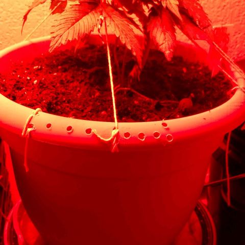 Cream cookies autoflower by fastbuds  growlog photo: Growing healthy 