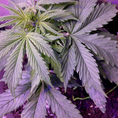 Cream cookies autoflower by fastbuds  growlog photo: Growing healthy 