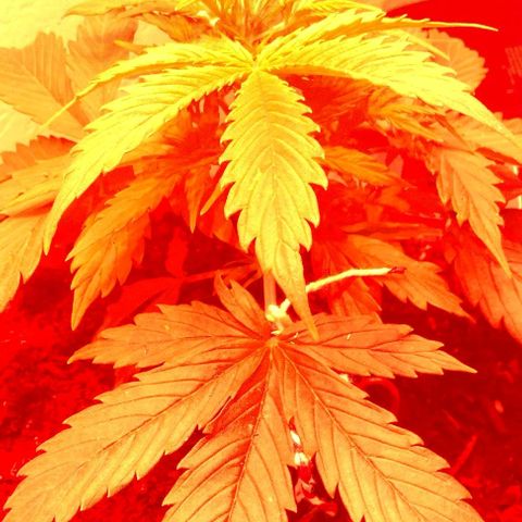 Cream cookies autoflower by fastbuds  growlog timeline photo