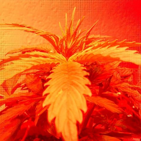 Cream cookies autoflower by fastbuds  growlog timeline photo