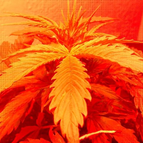 Cream cookies autoflower by fastbuds  growlog photo: Getting bigger and looks beautiful 