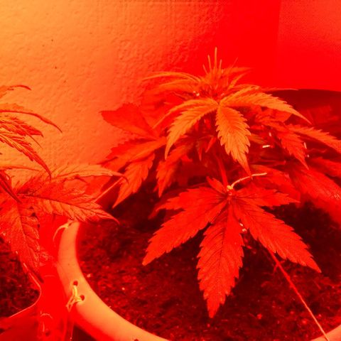 Cream cookies autoflower by fastbuds  growlog photo: Getting bigger and looks beautiful 