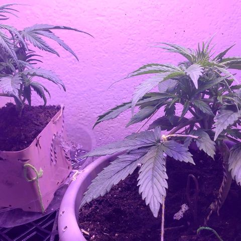 Cream cookies autoflower by fastbuds  growlog photo: Getting bigger and looks beautiful 