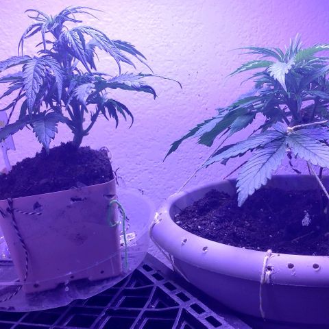 Cream cookies autoflower by fastbuds  growlog photo: Getting bigger and looks beautiful 