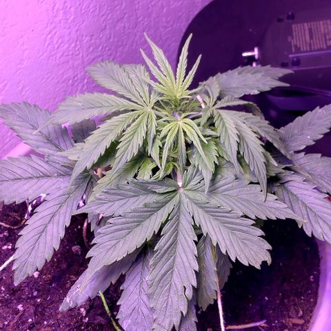 Cream cookies autoflower by fastbuds  growlog photo: Growth is very vigorous and very healthy fed today nutrients and tested the run off water pH it was at 6.41