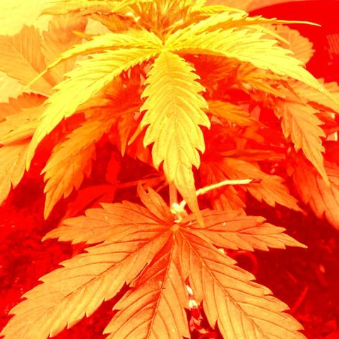 Cream cookies autoflower by fastbuds  growlog photo: Growth is very vigorous and very healthy fed today nutrients and tested the run off water pH it was at 6.41
