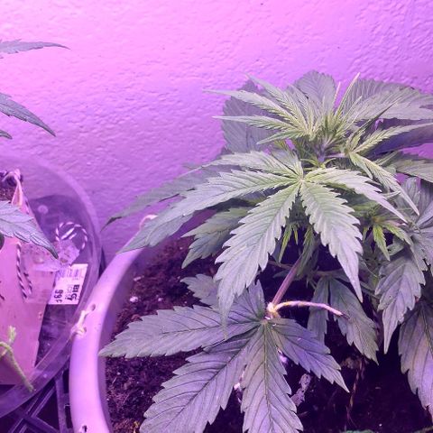 Cream cookies autoflower by fastbuds  growlog photo: Getting bigger and looks beautiful 