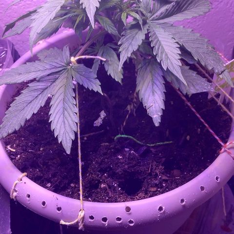 Cream cookies autoflower by fastbuds  growlog photo: Getting bigger and looks beautiful 