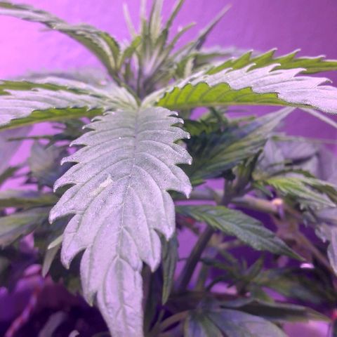Cream cookies autoflower by fastbuds  growlog photo: Getting bigger and looks beautiful 