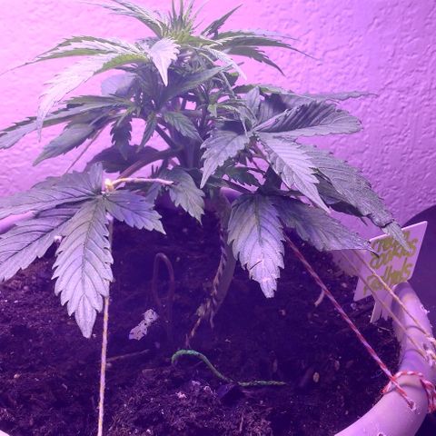 Cream cookies autoflower by fastbuds  growlog photo: Growth is very vigorous and very healthy fed today nutrients and tested the run off water pH it was at 6.41