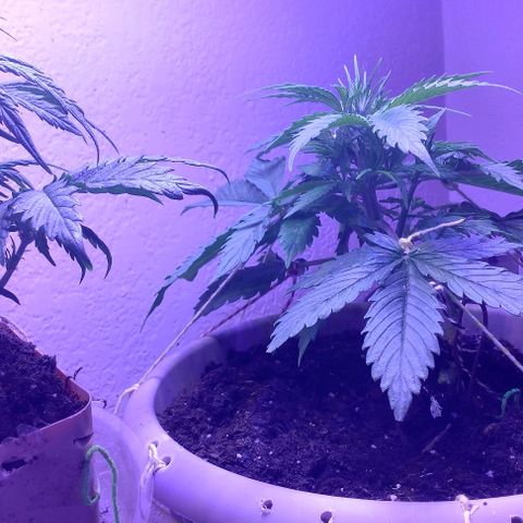 Cream cookies autoflower by fastbuds  growlog photo: Getting bigger and looks beautiful 