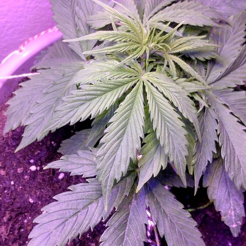 Cream cookies autoflower by fastbuds  growlog photo: Growth is very vigorous and very healthy fed today nutrients and tested the run off water pH it was at 6.41