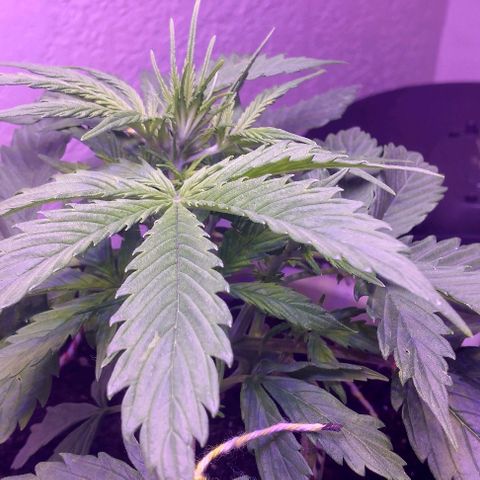 Cream cookies autoflower by fastbuds  growlog photo: Getting bigger and looks beautiful 