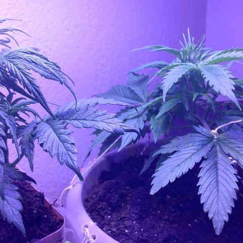 Cream cookies autoflower by fastbuds  growlog photo: Getting bigger and looks beautiful 