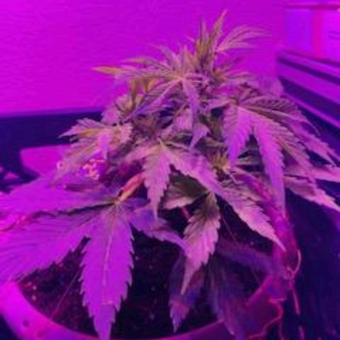 Cream cookies autoflower by fastbuds  growlog photo: Flushed out cream cookies today water only 