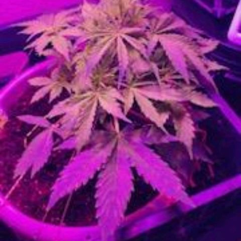 Cream cookies autoflower by fastbuds  growlog photo: Flushed out cream cookies today water only 