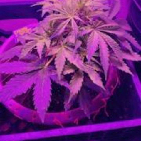 Cream cookies autoflower by fastbuds  growlog photo: Flushed out cream cookies today water only 