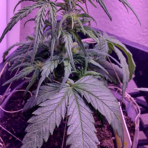 Cream cookies autoflower by fastbuds  growlog photo: Flushed out cream cookies today water only 