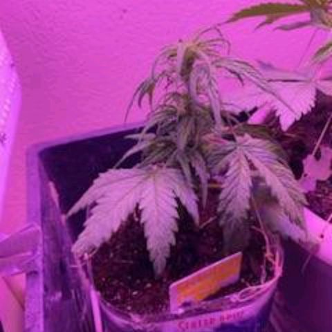 Cream cookies autoflower by fastbuds  growlog photo: Flushed out cream cookies today water only 