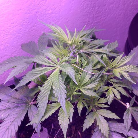 Cream cookies autoflower by fastbuds  growlog photo: Flushed out cream cookies today water only 