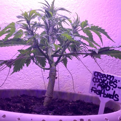 Cream cookies autoflower by fastbuds  growlog photo: This cream cookies is beautiful and starting to show signs of pre flower is growing stigmas at nodes 
