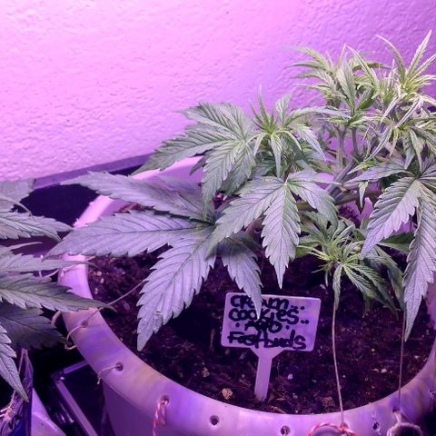 Cream cookies autoflower by fastbuds  growlog photo: This cream cookies is beautiful and starting to show signs of pre flower is growing stigmas at nodes 