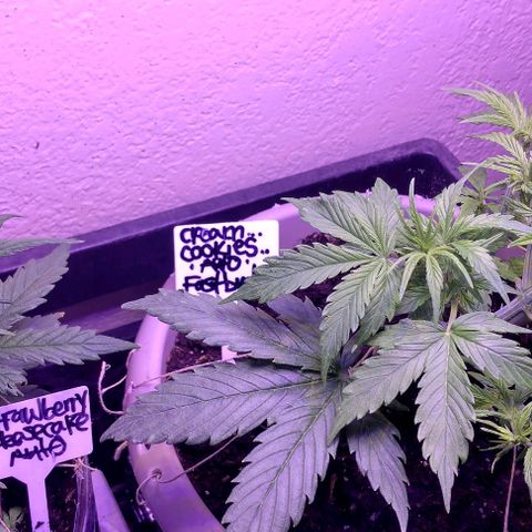 Cream cookies autoflower by fastbuds  growlog photo: This cream cookies is beautiful and starting to show signs of pre flower is growing stigmas at nodes 