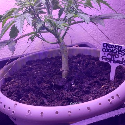 Cream cookies autoflower by fastbuds  growlog photo: This cream cookies is beautiful and starting to show signs of pre flower is growing stigmas at nodes 