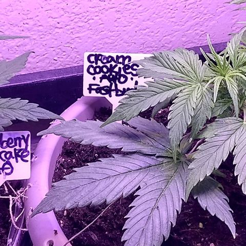 Cream cookies autoflower by fastbuds  growlog photo: This cream cookies is beautiful and starting to show signs of pre flower is growing stigmas at nodes 