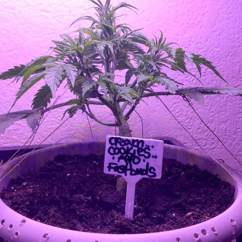 Cream cookies autoflower by fastbuds  growlog photo: This cream cookies is beautiful and starting to show signs of pre flower is growing stigmas at nodes 