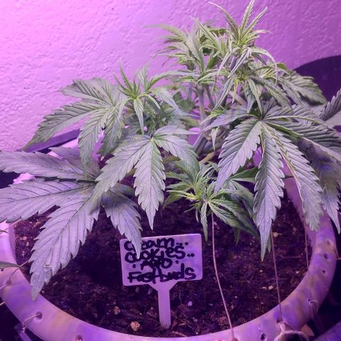 Cream cookies autoflower by fastbuds  growlog photo: This cream cookies is beautiful and starting to show signs of pre flower is growing stigmas at nodes 
