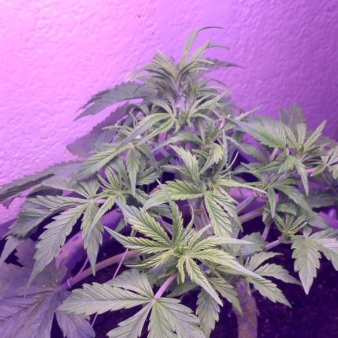 Cream cookies autoflower by fastbuds  growlog photo: This cream cookies is beautiful and starting to show signs of pre flower is growing stigmas at nodes 