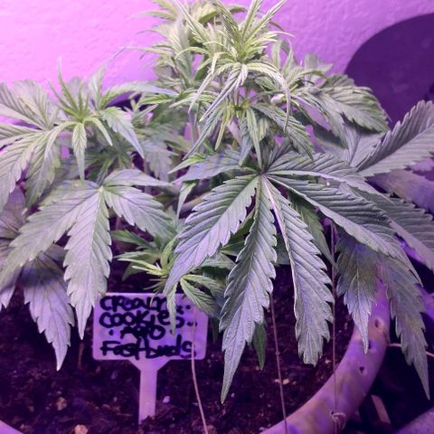Cream cookies autoflower by fastbuds  growlog photo: This cream cookies is beautiful and starting to show signs of pre flower is growing stigmas at nodes 